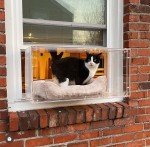 Window Catio - Custom Fit (24"-36")