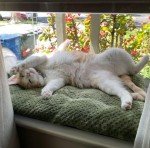 Window Catio - Custom Fit (24"-36")