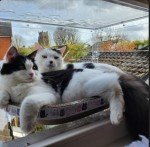 Window Catio - Custom Fit (24"-36")