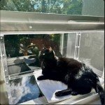 Window Catio - Custom Fit (24"-36")