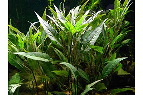 Cenyo Florida 10 Species Live Aquarium Plants Bundle