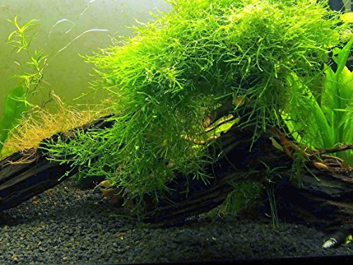 Large Java Moss Portion for Aquariums