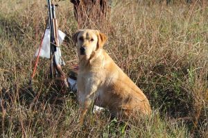 HuntEmUp Waterfowl Dog Training Scent Formula