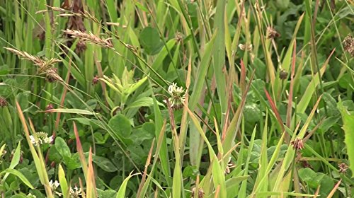 Whitetail Institute Max Selective Grass Control Herbicide