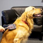 VacGroom Pet Grooming Vacuum Attachment for Pets