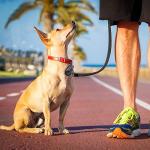 Flutesan Portable GPS Tracker for Pets and Keys