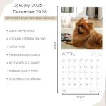 Pomeranian 2026 Wall Calendar for Dog Lovers