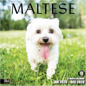 Maltese 2026 Wall Calendar - Adorable Puppy Art