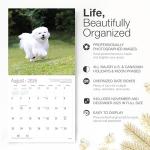 Maltese 2026 Wall Calendar - Adorable Puppy Art
