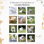 Maltese 2026 Wall Calendar - Adorable Puppy Art