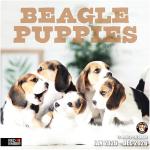 Beagle Puppies 2026 Wall Calendar - Adorable Photos