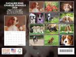 Cavalier King Charles 2026 Monthly Wall Calendar