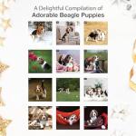 Beagle Puppies 2026 Wall Calendar - Adorable Photos