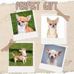 Chihuahua Dog Mom Crew Socks for Gifts