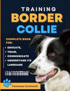 Border Collie Training: The Complete Guide
