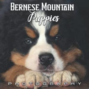 Bernese Mountain Puppies Photo Book for Dog Lovers