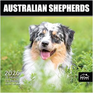 Australian Shepherds Puppies 2026 Wall Calendar