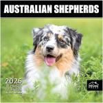 Australian Shepherds Puppies 2026 Wall Calendar