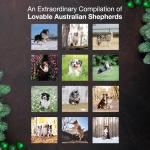 Australian Shepherds Puppies 2026 Wall Calendar