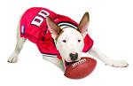 NFL ATLANTA FALCONS DOG Jersey, Large