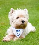 NFL BANDANA - INDIANAPOLIS COLTS PET BANDANA with Reflective & Adjustable PET COLLAR, Small