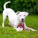 Pets First NCAA Indiana Hoosiers Nylon Mascot Dog Toy with Tough Dog Ropes & Inner Squeaker in Bright Team Colors