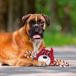 Pets First NCAA Indiana Hoosiers Nylon Mascot Dog Toy with Tough Dog Ropes & Inner Squeaker in Bright Team Colors