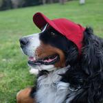 Littlearth NCAA Indiana Hoosiers Pet Baseball Hat, Team Color, Small
