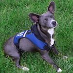 Pets First Collegiate Pet Accessories, Indiana Hoosiers Hooded Harness, Size Medium