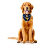 Littlearth West Virginia Mountaineers NCAA Pet Bandana