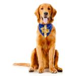 Littlearth Pittsburgh Panthers NCAA Pet Bandana