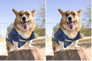 Pets First NCAA WEST Virginia University Mountaineers Dog Jersey, X-Large (Pack of 2)