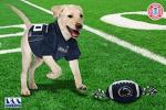 Pets First NCAA Penn State Nittany Lions Football Dog Toy, Tough Quality Nylon Materials, Strong Pull Ropes, Inner Squeaker, Collegiate Team Color