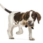 NCAA Purdue Boilermakers Plush Hedgehog Toy for Dogs & Cats, Cool Soft Pet Toy for Fun and Interactive Play, Dog Chew Toy with Squeaker, Licensed Hot Pet Toy