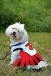Pets First NCAA Louisville University Cheerleader Dress for Dogs & Cats. Size X-Small, NCAA Team Color