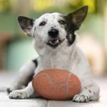 Littlearth NCAA Tough Chewer Pet Football Purdue Boilermakers