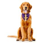 Littlearth NCAA LSU Tigers Pet Bandana, Team Color, Small