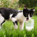 Patelai 6 Pcs Cat Paw Cups 10.6 oz Cute Cat Claw Glass Mug Frosted Print Coffee Cup Foot Breakfast Milk Cup Beverage Drinking Tumbler Glasses for Men Women Couples Adults Friends Christmas Gift Set