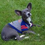 Pets First Buffalo Bills Hoodie for Dogs & Cats. NFL Football Licensed Dog Hoody Tee Shirt, Small. Sports Hoody T-Shirt for Pets. Licensed Sporty Dog Shirt (BUF-4044-SM)