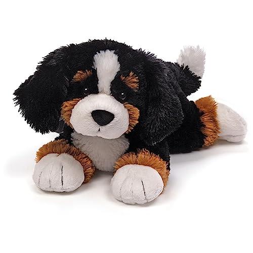 Bernese Mountain Dog