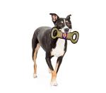 NBA Lakers Field Toy for Dogs
