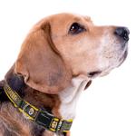 Pittsburgh Steelers Heavy-Duty Dog Collar - XL