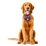 Florida State Seminoles Pet Bandana in Team Color