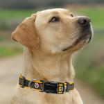 Pittsburgh Steelers Heavy-Duty Dog Collar - XL