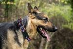 NHL Adjustable Collar for Rescue Dogs & Cats