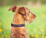NHL Adjustable Collar for Rescue Dogs & Cats