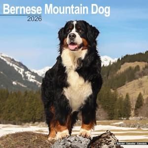 Bernese Mountain Dog 2026 Calendar | Square Wall Calendar | Dog Breed Gift | Plastic Free Packaging | by Avonside Publishing