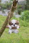 Shih Tzu Puppy Hanging Statue for Dog Lovers