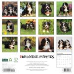 Bernese Mountain Puppies 2026 12 X 12 Wall Calendar