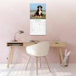 Bernese Mountain Dog 2026 Calendar | Square Wall Calendar | Dog Breed Gift | Plastic Free Packaging | by Avonside Publishing